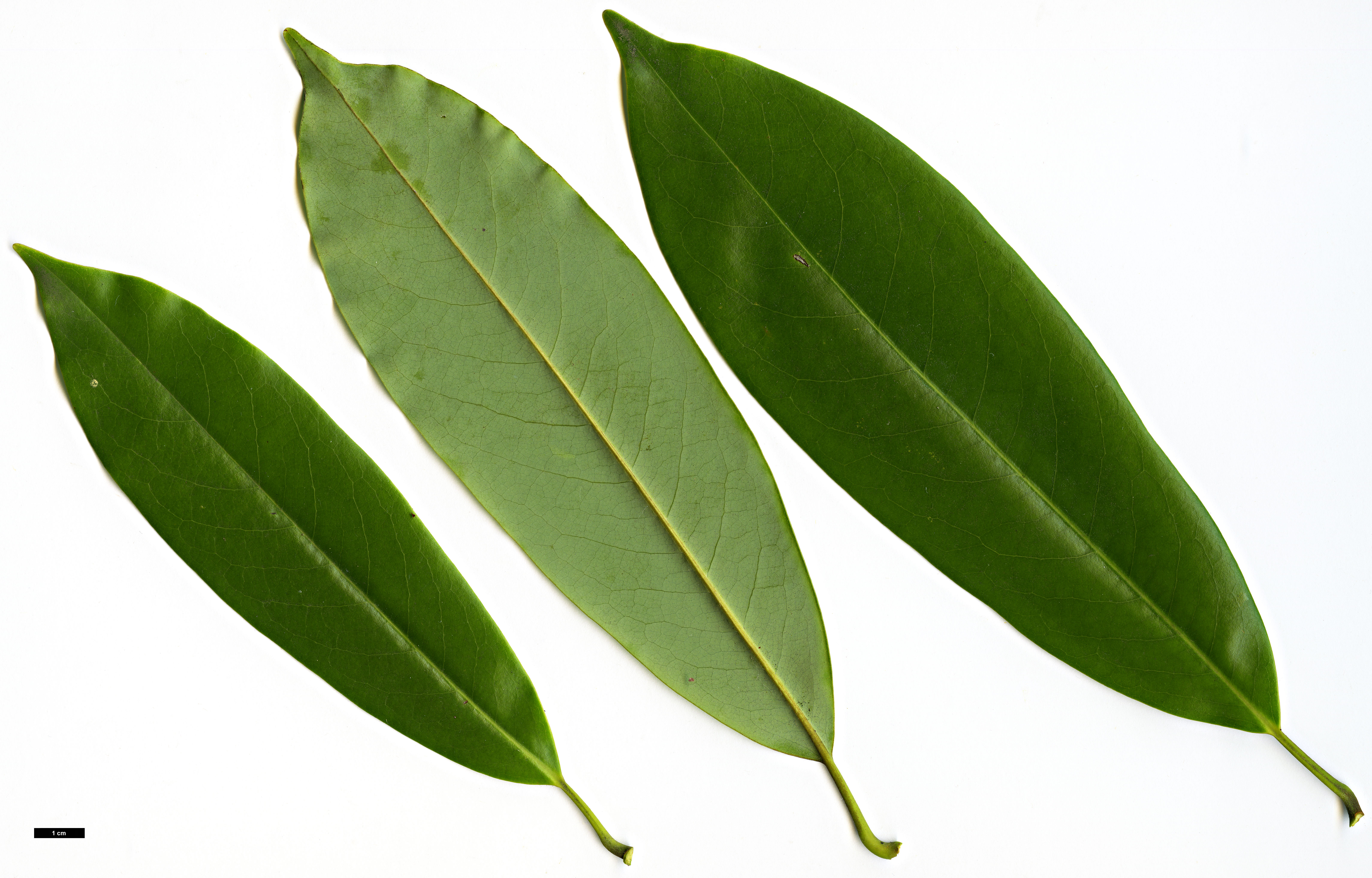 High resolution image: Family: Magnoliaceae - Genus: Magnolia - Taxon: cavaleriei - SpeciesSub: var. platypetala High resolution image: Family: Magnoliaceae - Genus: Magnolia - Taxon: cavaleriei - SpeciesSub: var. platypetala